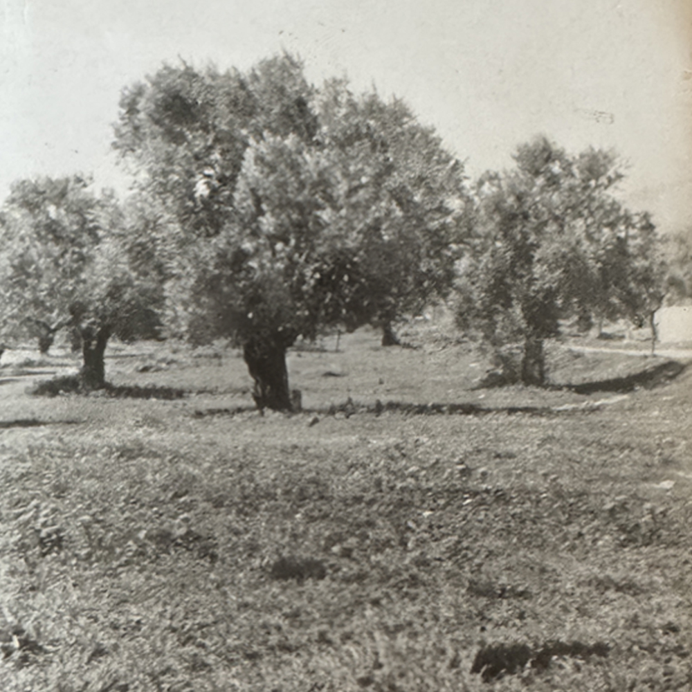 1925-1966 Savaş Sonrası